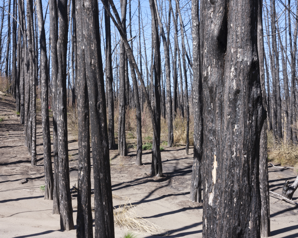 A planted Eastern redcedar area that was scorched in the Bovee Wildfire