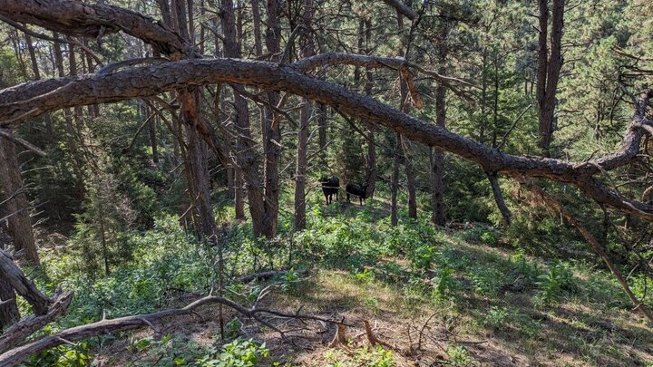 Nebraska National Forest