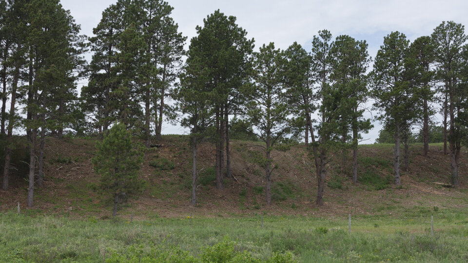 Planted Ponderosa Pine 