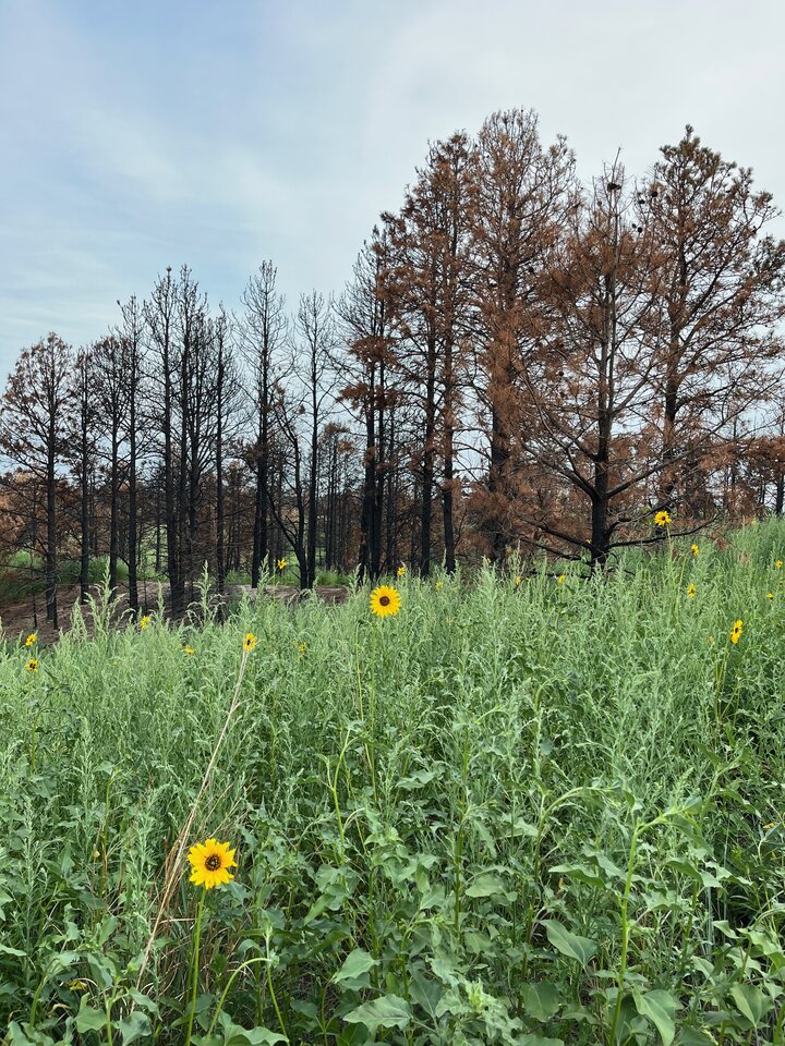 Burned trees in the background illustrate the damage of the 2020 Bovee Wildfire while grasses and flowers begin to regrow in the foreground. Courtesy of Dana Fritz