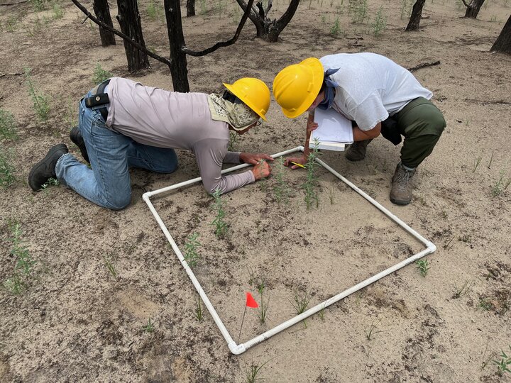 Researchers in 2023 conducting an analysis of vegetation growth. They are measuring which plant species are growing and their approximate rates. 